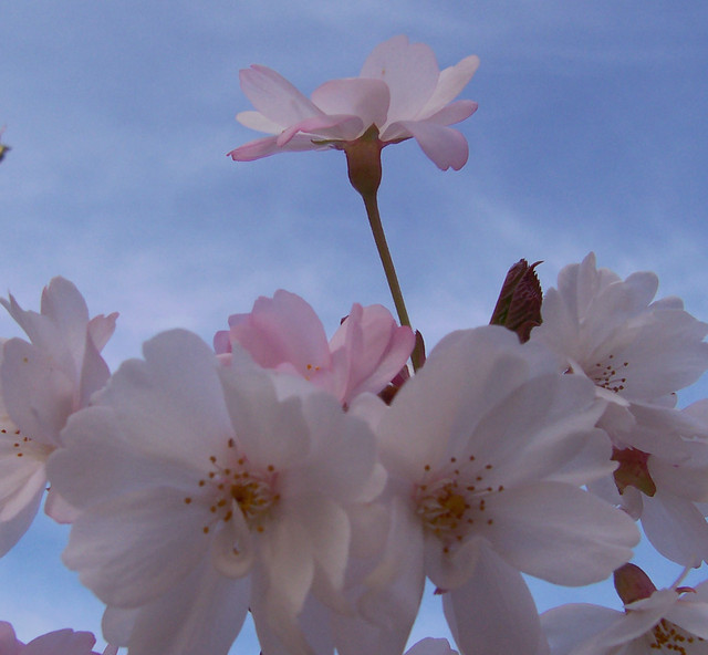 April Blossom xxx hello april blossom