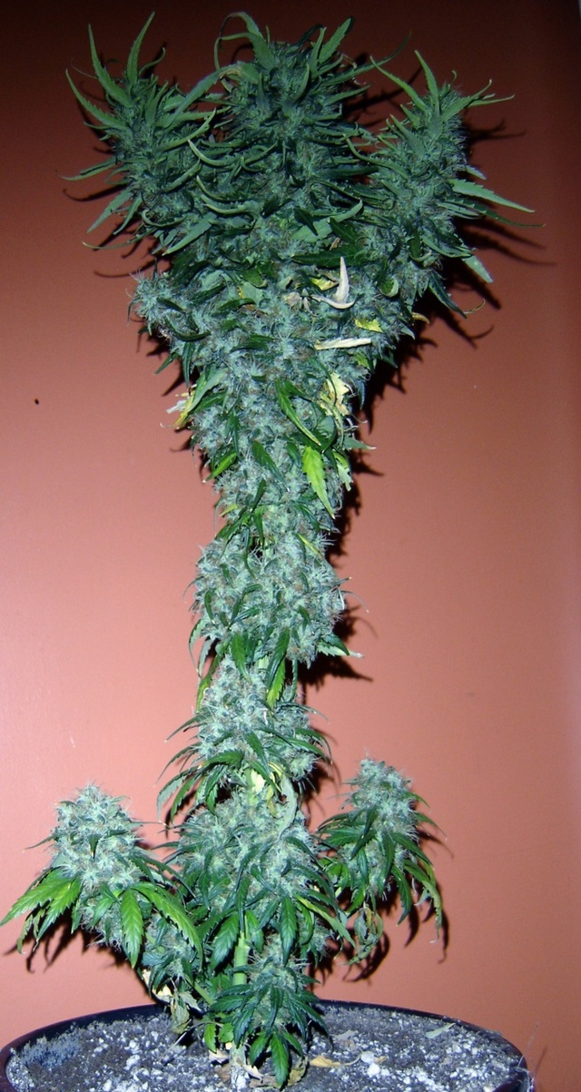 Cali Haze porn haze super cali