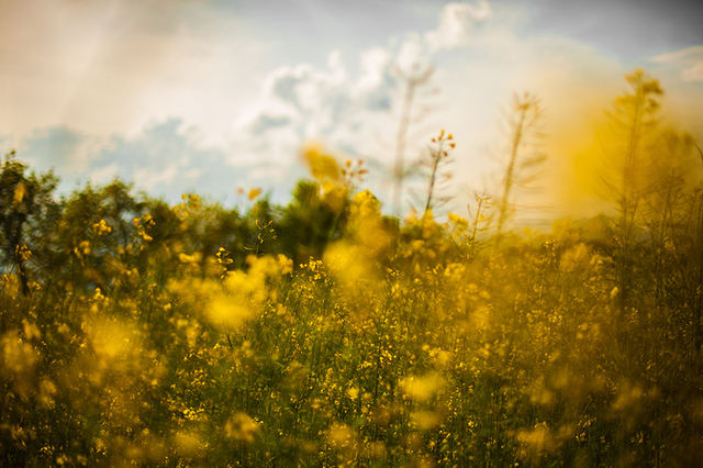 Rose Petal xxx spring nature field assets yellow flowers equinox