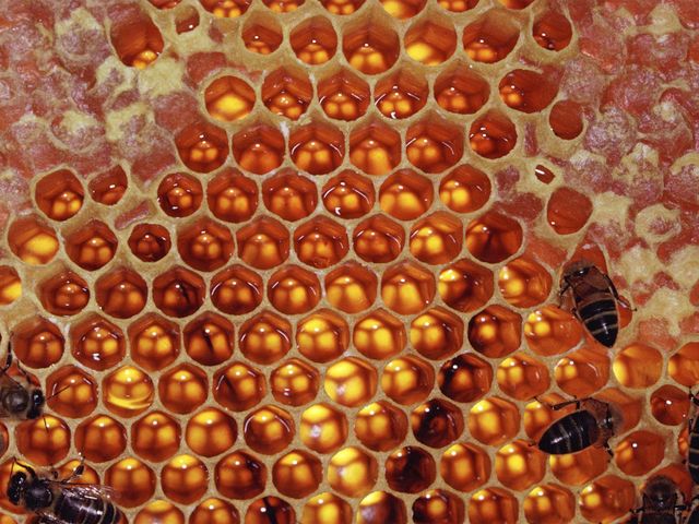 Honey Comb porn honeycomb