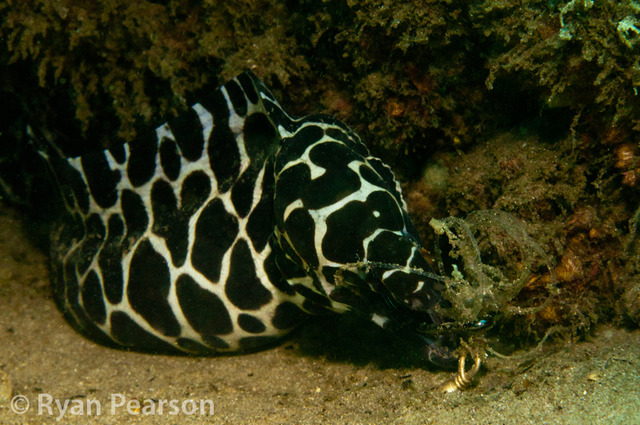 Honey Comb porn dsc style hunt honeycomb moray gymnothorax favagineus sea pornstoner