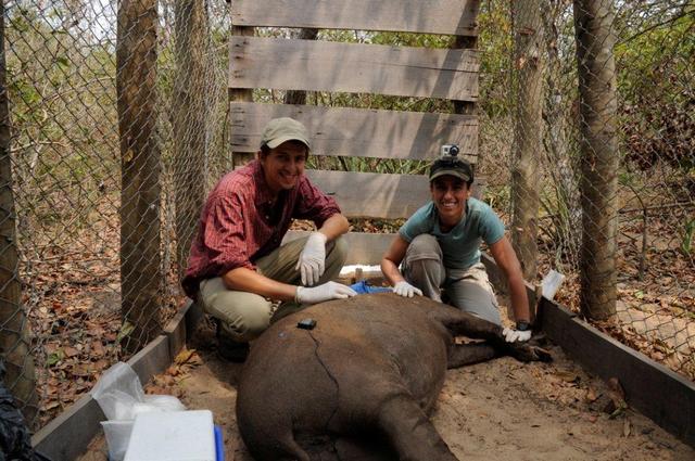 Jordan Rains xxx xxx gallery update lowland tapir conservation initiative sepoct