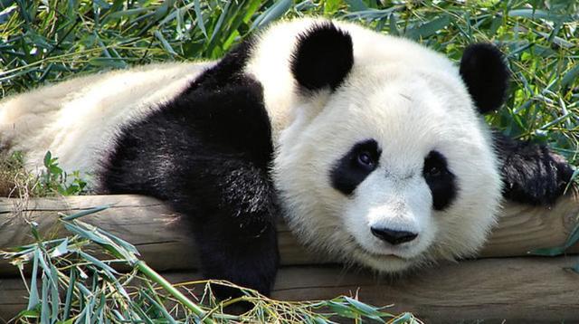 Bam Boo sex are have bad too much study panda says bamboo meta addled pandas bloated eqzk