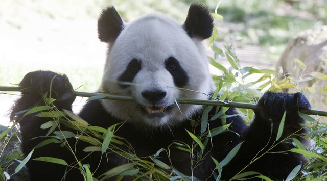 Bam Boo sex original usa giant breeding pandas digestion