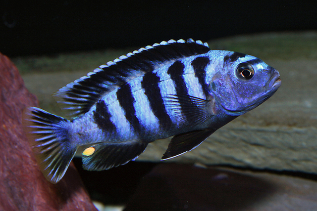 Bony White sex bio fish malawi cichlid cichlids