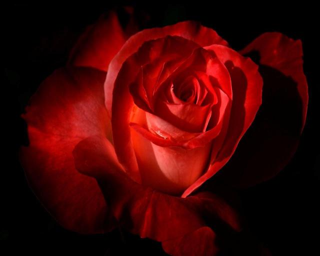 Red Rose xxx wallpaper flower red rose dark