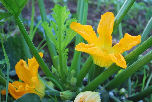 Bea Summer sex dsc life zucchini