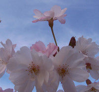April Blossom xxx april blossom hello
