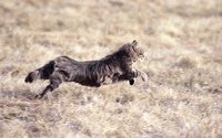 Frisky Cat sex housecat alarming number fledgling suburban catbirds fall prey domestic cats study finds