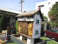 Honey Comb porn birdhouse rescuing bees