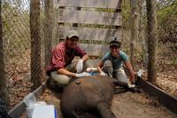 Jordan Rains xxx gallery update lowland tapir conservation initiative xxx sepoct