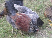 Lacey Gray sex love ameraucana chickens