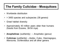 Mya Manson sex family culicidae mosquitoes slide