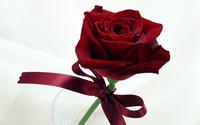 Red Rose xxx wallpaper red rose flower fresh