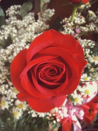 Red Rose xxx friday flower red rose