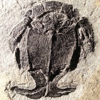 Bony White sex spina photo early palaeontology ancient fish had