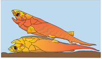 Bony White sex area mvygnz vertebrate sexual organs evolved extra pair legs