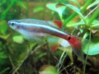 Bony White sex pzo vclwui filters upscale fill transparent about white cloud michael determine fish