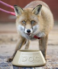 Roxy Fox sex news foxy roxy makes dog moves family rescued