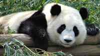 Bam Boo sex meta bamboo addled pandas are too bloated have eqzk much bad panda study says