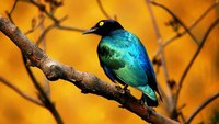 Lovely September xxx blue bird lovely colourful birds wallpapers